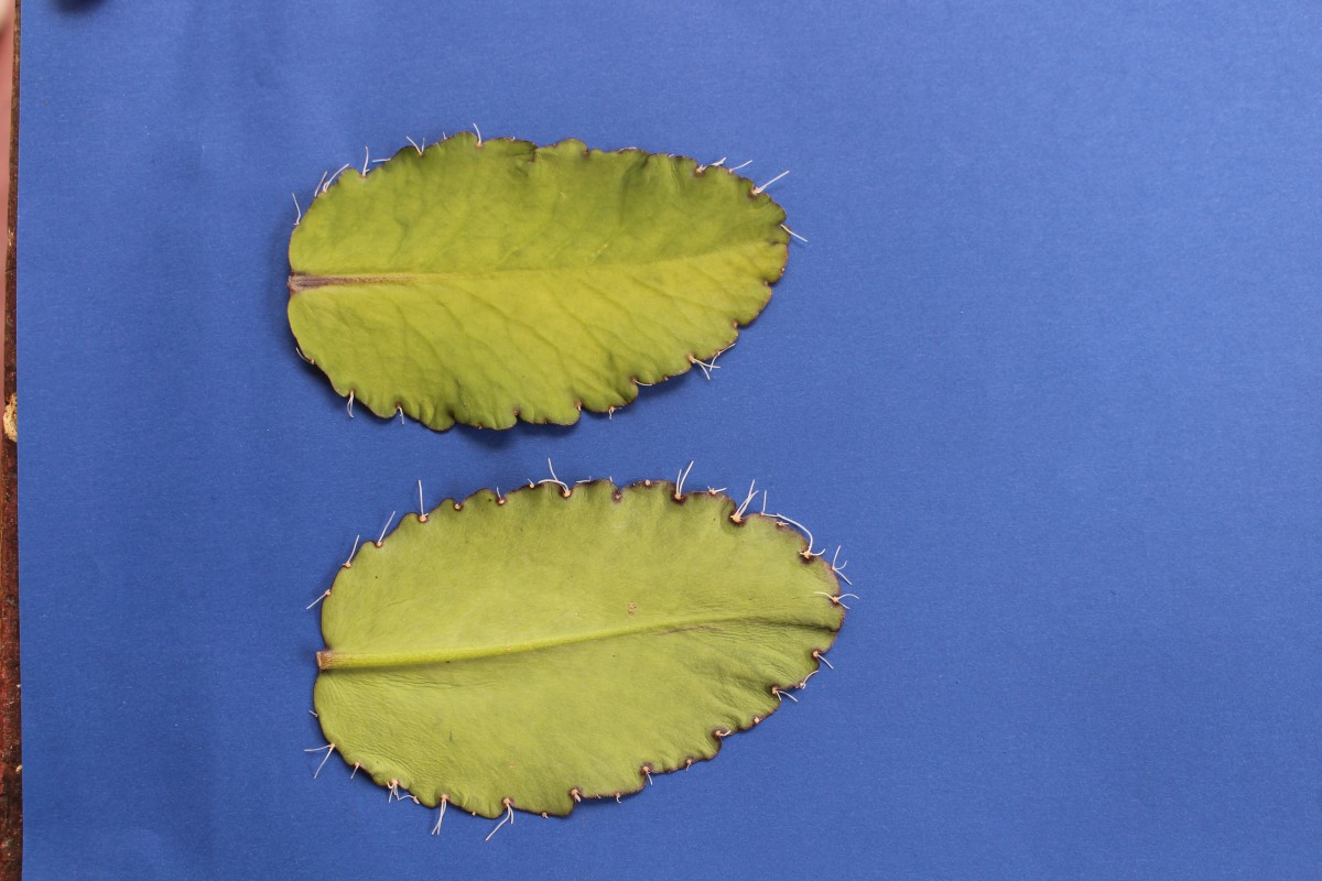 Kalanchoe pinnata (Lam.) Pers.